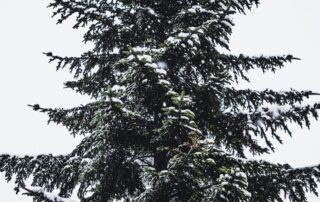 what is hemlock woolly adelgid