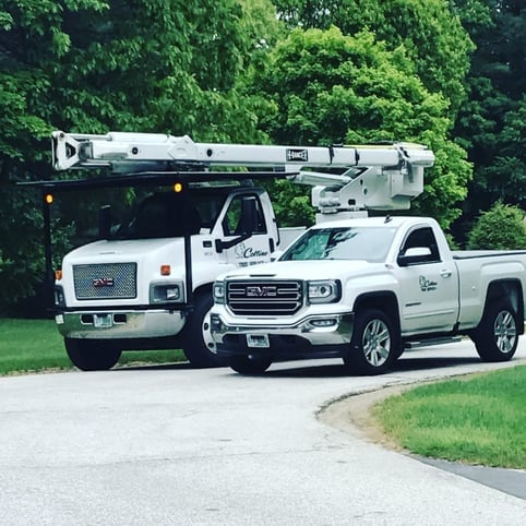 about collins tree service