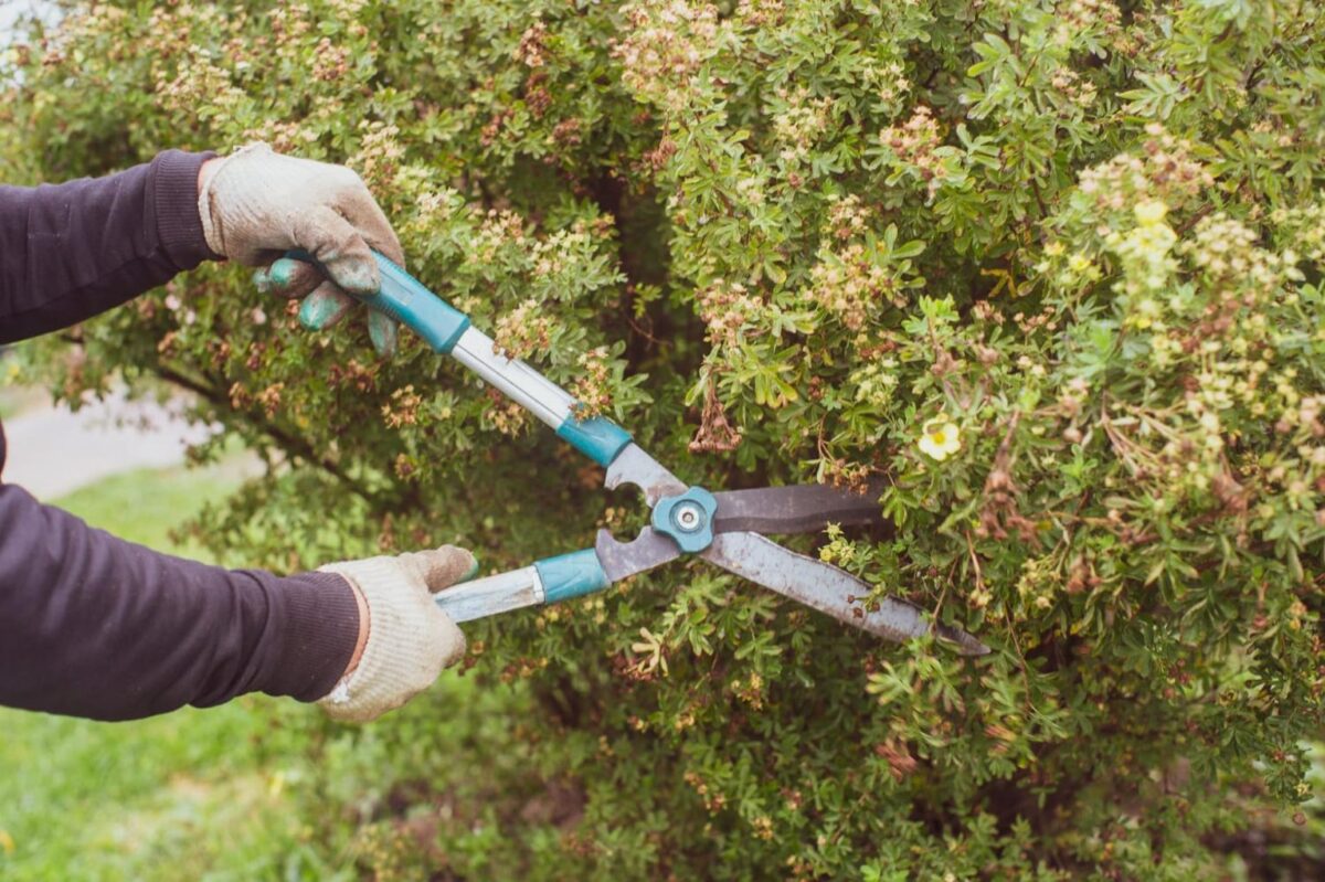 Cool Pruning Tips for Late Summer Heat