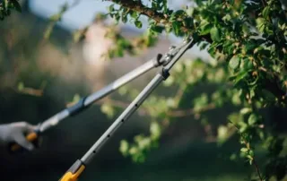 Tree pruning from Collins Tree Service