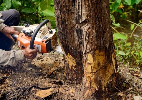 Tree removal from a yard using a chainsaw